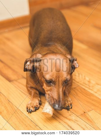 Brown tan and white dauchsund dog playing with a wine cork.
