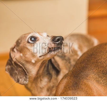 Tan and brown old dachshund with a snarled lip.