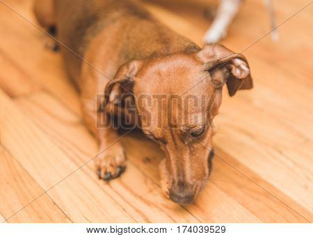 Brown tan and white dauchsund dogs playing.
