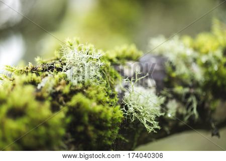 Green moss on a tree branch in a foggy forest park.