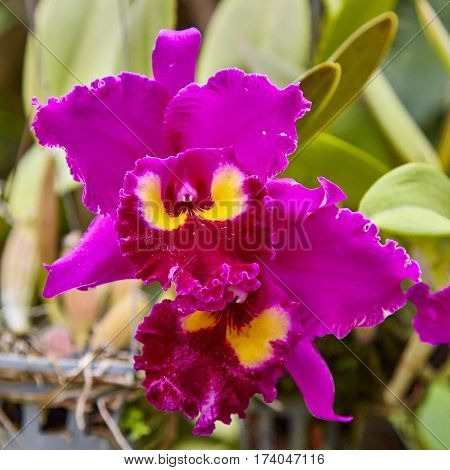 Purple orchids, Violet orchids. Orchid is queen of flowers. Orchid in tropical garden. Orchid in nature scarlet white yellow