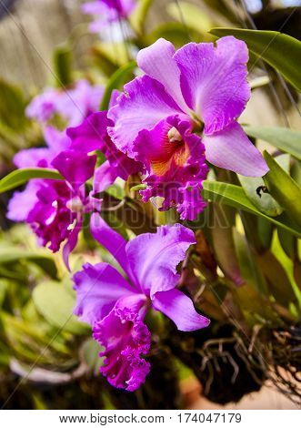 Purple orchids, Violet orchids. Orchid is queen of flowers. Orchid in tropical garden. Orchid in nature scarlet white yellow