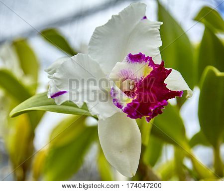 Purple orchids, Violet orchids. Orchid is queen of flowers. Orchid in tropical garden. Orchid in nature scarlet white yellow