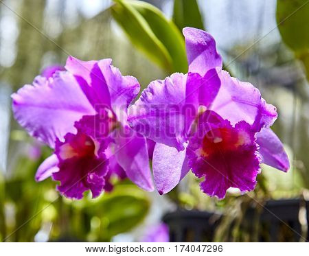Purple orchids, Violet orchids. Orchid is queen of flowers. Orchid in tropical garden. Orchid in nature scarlet white yellow