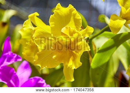 Purple orchids, Violet orchids. Orchid is queen of flowers. Orchid in tropical garden. Orchid in nature scarlet white yellow