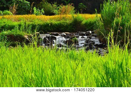 The river during the harvest season in Sunsuron, Tambunan, Sabah.
