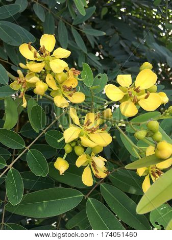 yellow senna siamea flower in nature garden