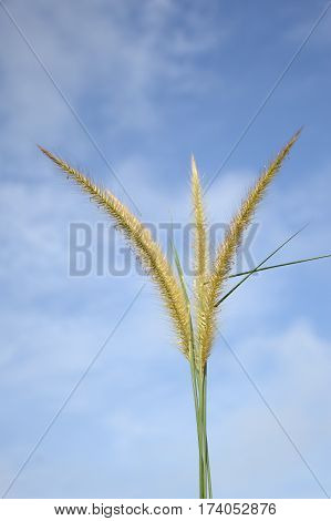 close up beautiful pennisetum pedicellatum flower in nature garden