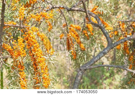The ripe sea buckthorn berries on branches