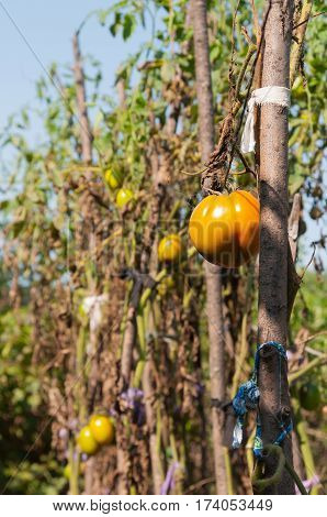 The green tomatoes hang on a branch