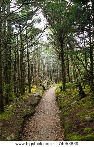 Trail at the top of Mt. LeConte Great Smoky Mountains National Park