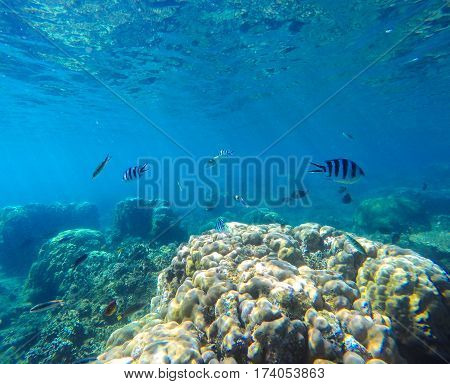 Coral reef with tropical fish underwater image. Fish silhouettes undersea photo. Clean blue sea lagoon with coral reef. Oceanic ecosystem. Underwater photography for wallpaper. Natural exotic aquarium