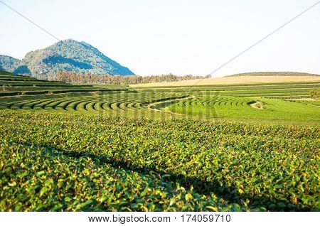 green tea Plantation in Chiang rai Thailand