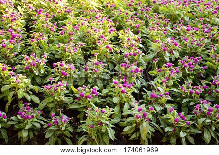 violet gomphrena globosa flower in nature garden