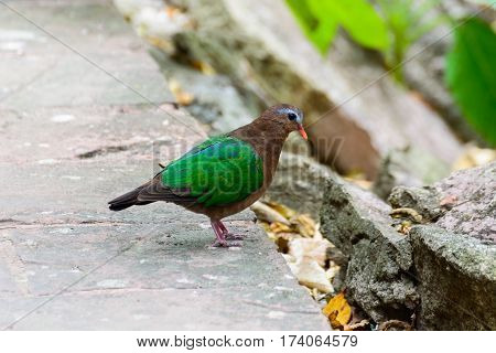 Emerald Dove, Chalcophaps Indica.