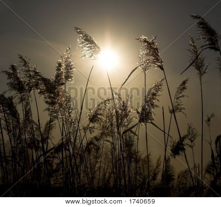 Canne