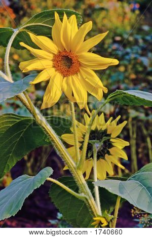 Girasole