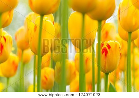 Beautiful view of colored tulips, close-up.