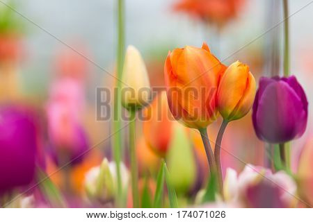 Beautiful view of colored tulips, close-up.
