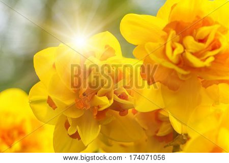 Beautiful view of colored tulips, close-up.