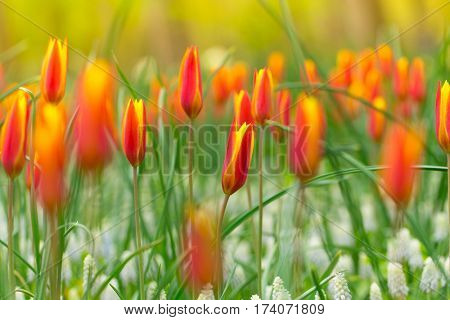 Beautiful view of colored tulips, close-up.