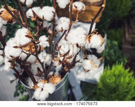 Cotton Plant Flower Natural Organic crop farm