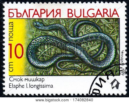 UKRAINE - CIRCA 2017: A stamp printed in Bulgaria shows the image snake with the description Elaphe l.longissima from the series Snakes circa 1989