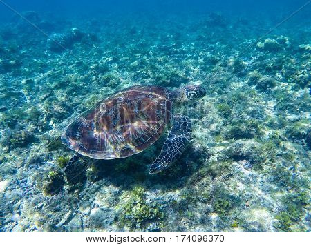 Green turtle under sunlight reflections. Green turtle in sea water. Ecosystem of tropical seashore. Snorkeling with turtle image. Underwater landscape with sea animal. Green sea tortoise in blue water