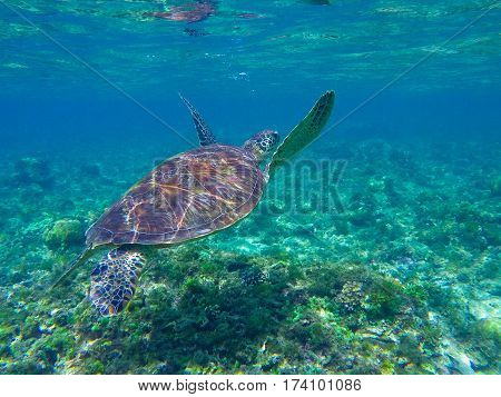 Sea turtle diving above seaweeds. Green turtle in sea water. Ecosystem of tropical seashore. Snorkeling with turtle image. Underwater landscape with sea animal. Green sea tortoise in blue water