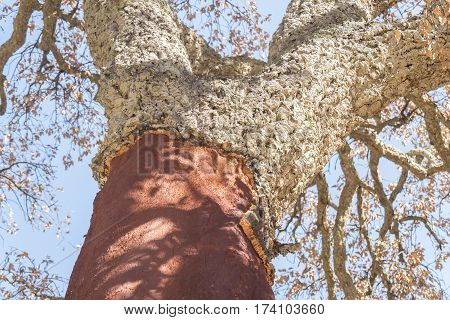 Extraction of cork naked trunk cork tree