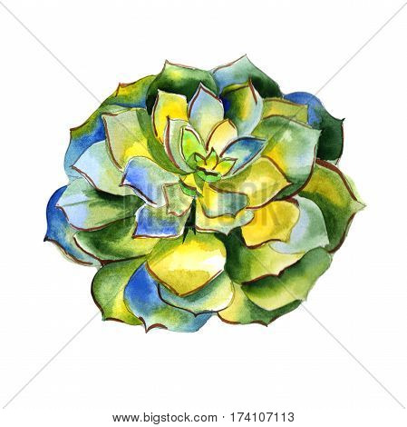 Wildflower succulentus flower in a watercolor style isolated. Full name of the plant: succulentus. Aquarelle wild flower for background, texture, wrapper pattern, frame or border.