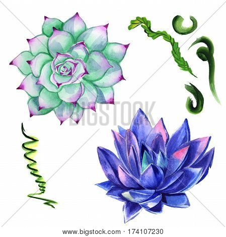 Wildflower succulentus flower in a watercolor style isolated. Full name of the plant: succulentus. Aquarelle wild flower for background, texture, wrapper pattern, frame or border.