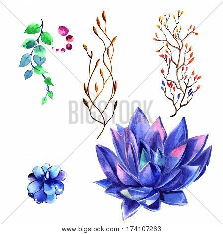 Wildflower succulentus flower in a watercolor style isolated. Full name of the plant: succulentus. Aquarelle wild flower for background, texture, wrapper pattern, frame or border.