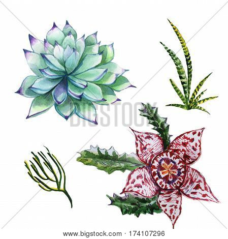Wildflower succulentus flower in a watercolor style isolated. Full name of the plant: succulentus. Aquarelle wild flower for background, texture, wrapper pattern, frame or border.