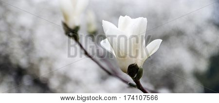 White magnolia tree blossom at the cloudy day