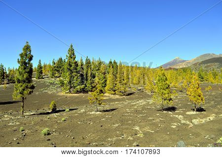 A view of Mount Teide National Park in Tenerife