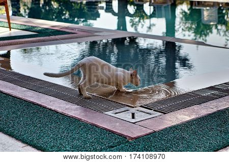 Shorthair cat skinny cream colored drinks water from the swimming pool outdoors in summer day.