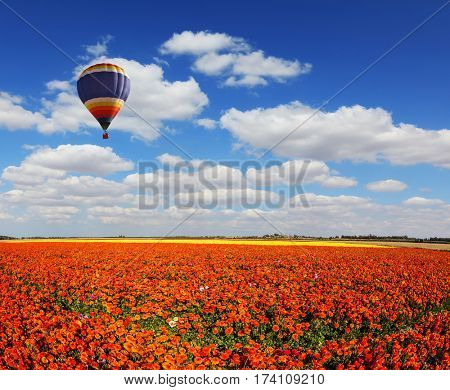 Concept of extreme and rural tourism. The multi-color balloon slowly flies over blossoming fields of garden buttercups. Light clouds portend a warm day