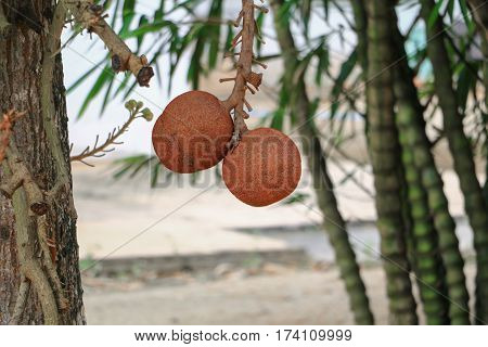 Shorea robusta or Cannonball tree with copy space add text