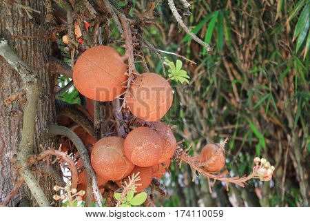 Shorea robusta or Cannonball  tree with copy space add text
