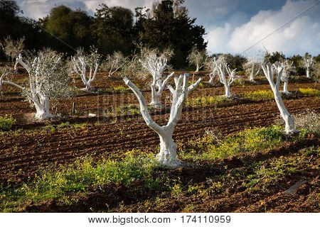 White olive trees with chemical treatment on the field in sunny day. Agriculture concept.