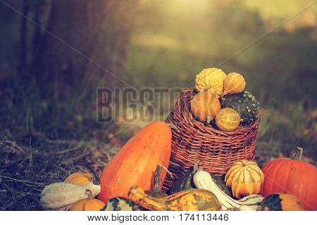 Halloween pumpkins in basket at October month