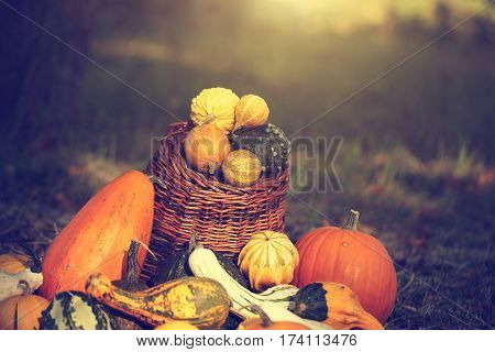 Halloween pumpkins in basket at October month