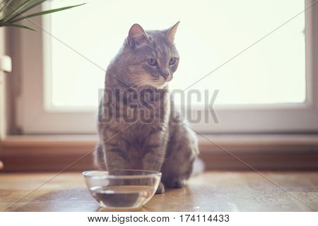 Beautiful tabby cat sitting next to a bowl of water placed on the floor next to the living room window. Selective focus