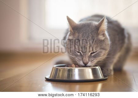 Beautiful tabby cat sitting next to a food bowl placed on the floor next to the living room window and eating.