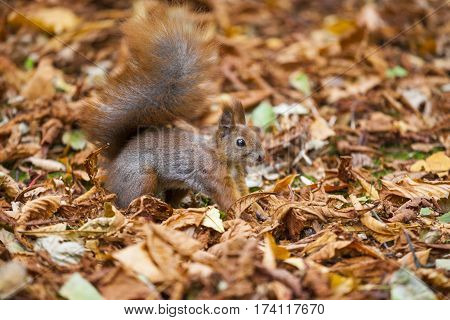 A Wild Squirel Captured In A Cold Sunny Autumn Day