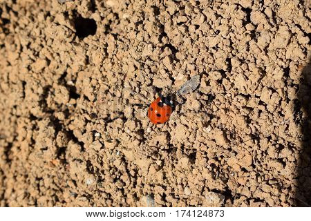 small ladybug a walk on a spring day