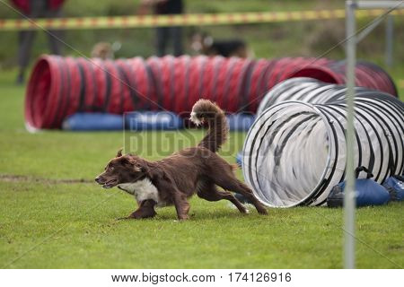 Australian Shepherd dog running fast out of tunnel in agility. He is doing a little turn to catch another agility obstacle. He is in very good condition with nice brown coat and muscular vital body.