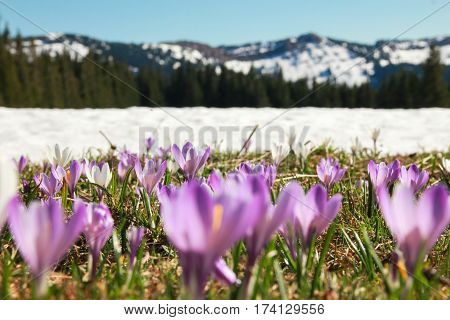 Beautiful meadow of wild purple crocuses. Blue sky and hills with trees in background. Peaceful spring day.