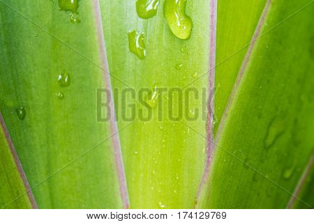 Leaves of Cola De Gallo ornamental plant as background